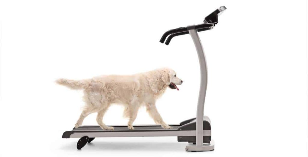 Best Dog Treadmills UK Get Your pet fit & upto speed now!