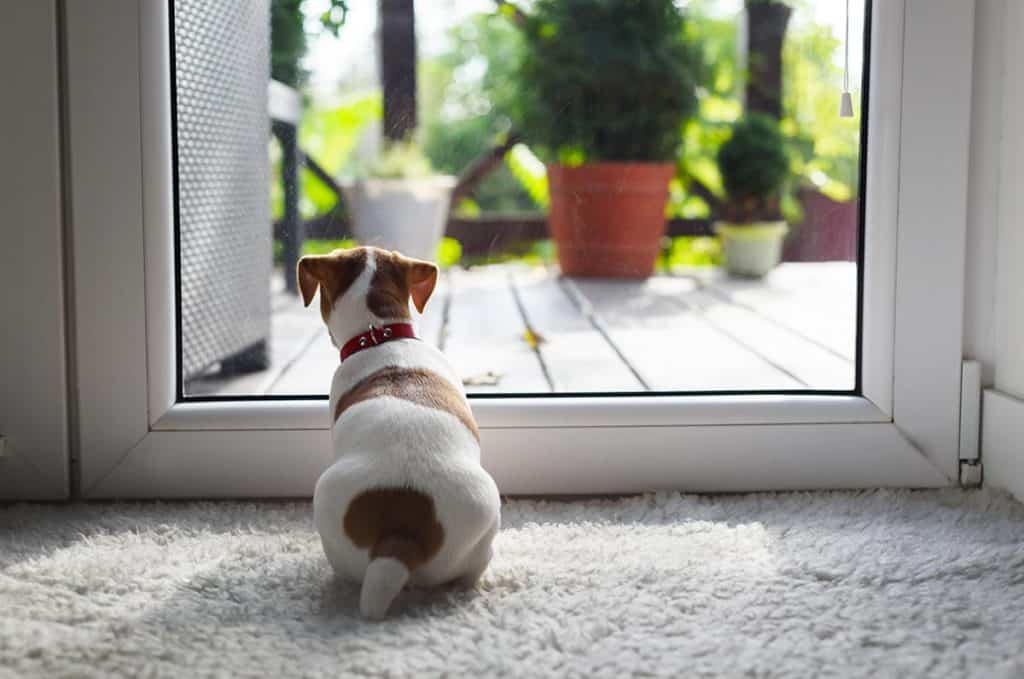 Best Dog Flap Automatic Dog Doors Top 8 Reviewed & Ranked